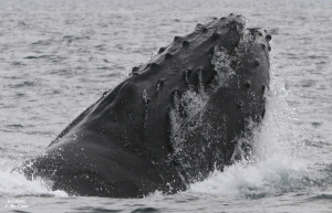 Ballenas 038