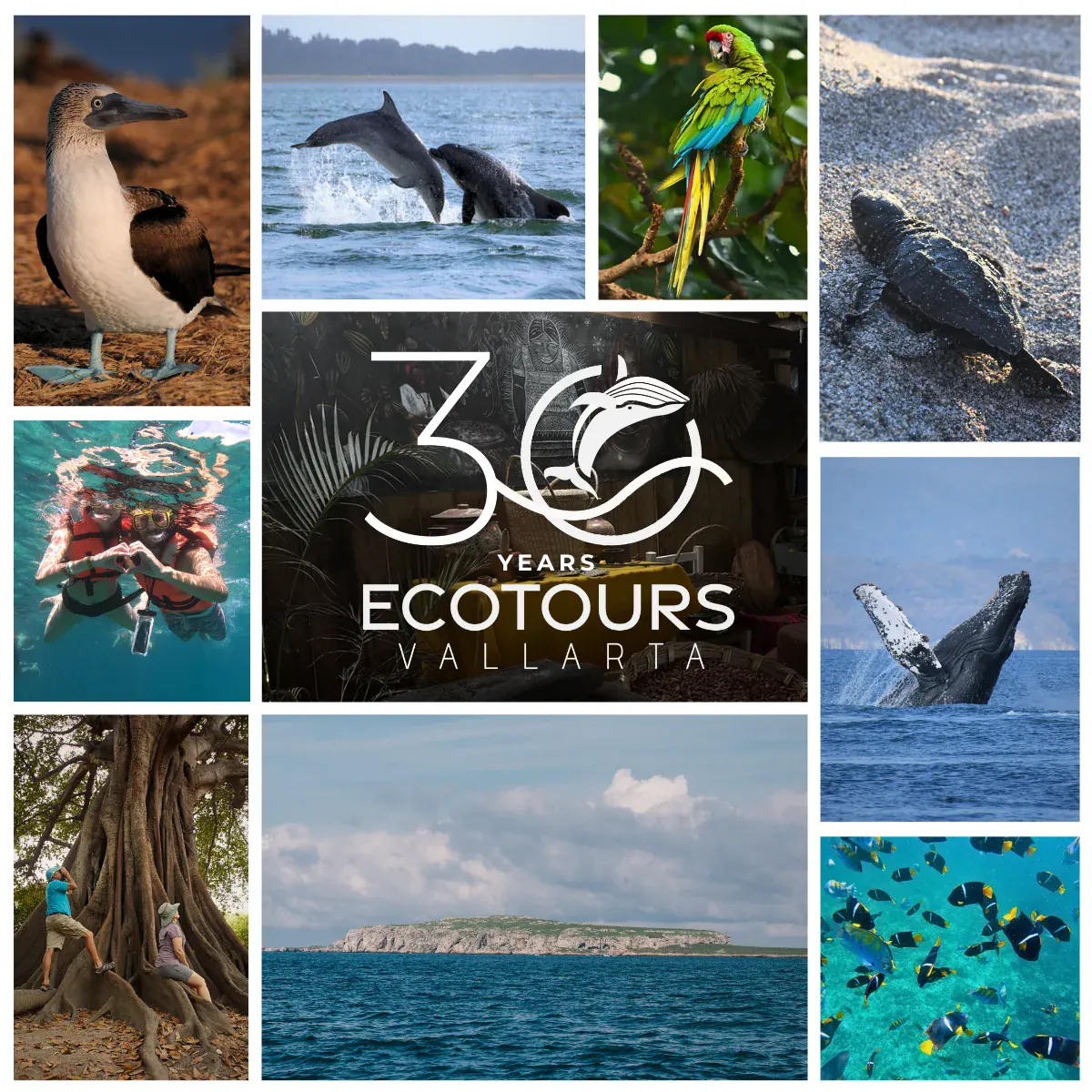 Ecotours Vallarta 30 years — collage of whales, dolphins, birds, sea turtles, and snorkeling in Puerto Vallarta