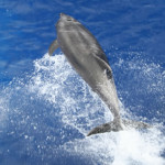 Puerto Vallarta Dolphins Tour