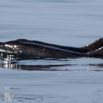 Dolphins Tour Puerto Vallarta