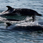 Watching Dolphins Tour Puerto Vallarta