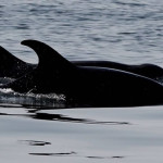 Puerto Vallarta Dolphins Tour