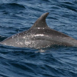 Watching Dolphins Tour Puerto Vallarta