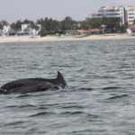 Puerto Vallarta Dolphins Tour