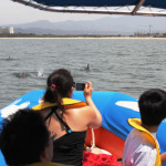 Watching Dolphins Tour Puerto Vallarta