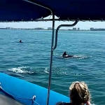 Dolphins Tour