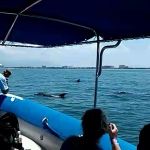 Dolphins Tour