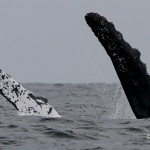 Dolphin & Whale Watching Tours in Puerto Vallarta. Discover the realm of whales, dolphins and other species on the enormous Banderas Bay.