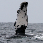 Humpback Whale Watching Vallarta