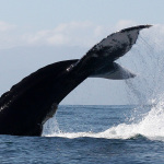 Whale Watching Puerto Vallarta