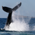 Whale Watching Puerto Vallarta