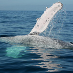 Humpback Whale Watching Vallarta