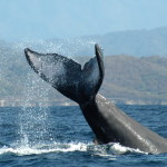 Whale Watching Puerto Vallarta